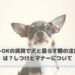 ペットOKの賃貸で犬と暮らす際の注意点とは？しつけとマナーについて